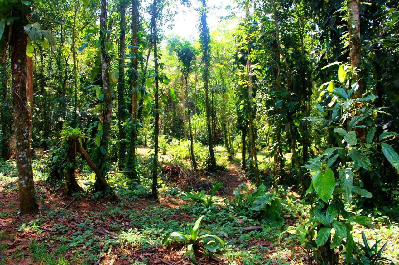 Sitio Das Bromelias Cachoeira Do Tombador Убатуба Екстериор снимка