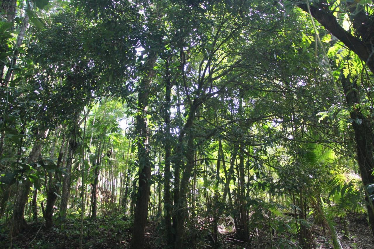 Sitio Das Bromelias Cachoeira Do Tombador Убатуба Екстериор снимка