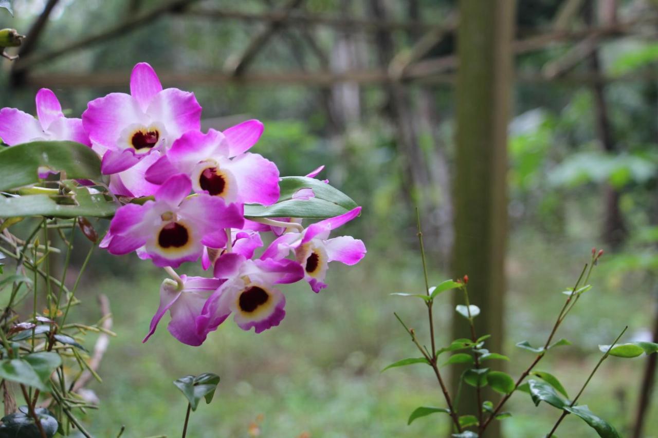 Sitio Das Bromelias Cachoeira Do Tombador Убатуба Екстериор снимка